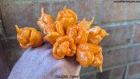 Douglah Inception - Pepper Seeds - White Hot Peppers